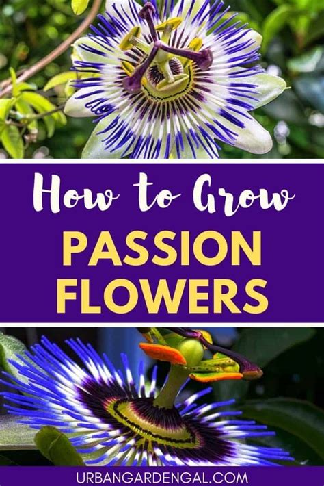 Passion Flowers Are Beautiful Vines With Unique Flowers Read On To