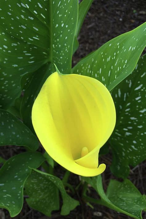 Yellow Calla Lily Flower With Speckled Leaves Photograph By Kathy