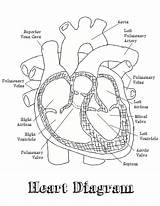 Labeled Labeling Cardiovascular Excel Medicinebtg Anatomical Sheepskin Koibana Markcritz sketch template