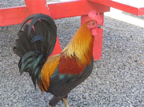 urban chickens network blog la council legalizes  rooster