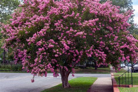 gorgeous large flowering trees