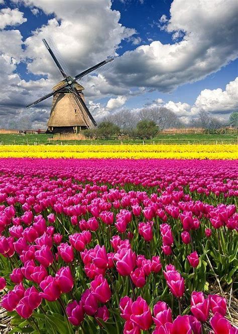 tulip farm haarlem sassenheim holland places  travel netherlands tourism beautiful places