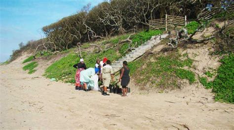 rehabilitation restoration coastal dune systems