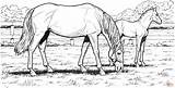 Veulen Paarden Paard Supercoloring Pixel Horse Mare Filly Merrie sketch template