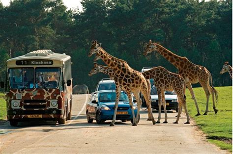 autosafari onderdeel van wereldrecord poging langste  rally