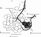Alveoli sketch template