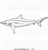 Silky Shark Designlooter sketch template