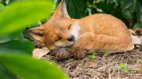 gift  fox pup sleeping walmartcom