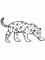 Jaguar sketch template