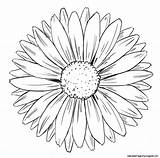 Drawing Daisy Petal Arrangement Flower Royalty Illustration sketch template
