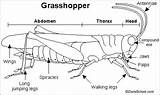Grasshopper Grasshoppers Anatomy Insects Diagram Insect Learning Dissection Enchantedlearning Parts Label Body Enchanted Life Orthoptera Color Dissected Vs Structure Legs sketch template