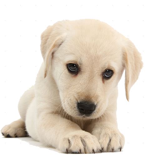 puppy png hd transparent puppy hdpng images pluspng