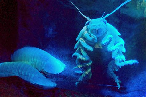 giant sea cockroach       swim