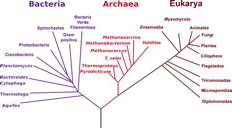 archivophylogenetic tree espng wikipedia la enciclopedia libre