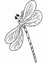 Dragonfly Coloring Pages Dragonflies Colouring Animals Color Fly Insects Dragon Colour Printable Coloringpage Ca Drawing Sheet Animal Check Category Drawings sketch template
