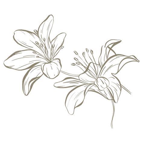 Lily Flowers Flat Line Art Lily Flowers Flowers Lily Flowers Ai Art