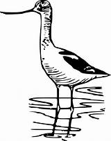 Curlew Avocet Wading Publicdomains Shorebird Designlooter Wader Onlinelabels 4vector Fauna Whimbrel Senegal sketch template