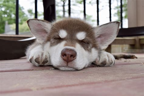 red siberian husky puppy siberianhusky cute dogs cute puppies baby