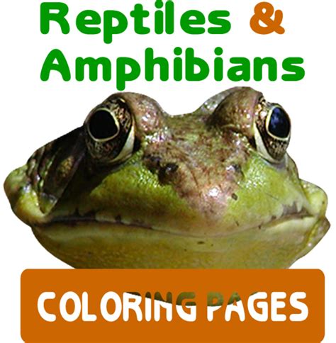 reptiles amphibians coloring pages hubpages