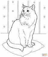Ausmalbilder Katzenbabys Ausmalen Katzen Ausdrucken Kostenlos Malvorlagen sketch template