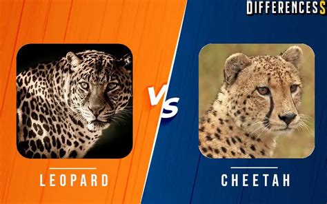cheetah  leopard difference  comparison diffen
