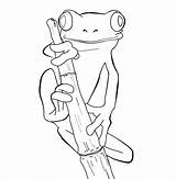 Rainforest Coloring Pages Outlines Frog sketch template