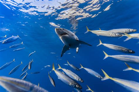 wallpaper ocean sea fish water mackerel greatwhiteshark