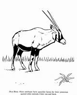 Oryx Coloring Pages Drawings Animal Drawing Animals Gemsbok Wild Kids Colouring Designlooter Honkingdonkey 820px 21kb Getdrawings Identification Choose Board sketch template