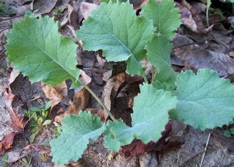 kale vates dwarf blue curled st clare heirloom seeds heirloom