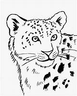 Leopard Snow Coloring Drawing Easy Pages Simple Leopards Drawings Cartoon Cheetah Print Kids Baby Tiger Clipart Reindeer Getdrawings Animal Designlooter sketch template