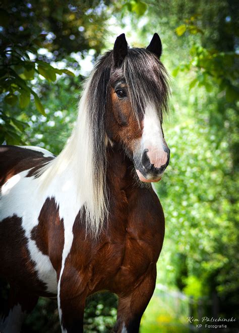 meine tolle reitbeteiligung tinker schecke gruen big horses pretty horses horse love