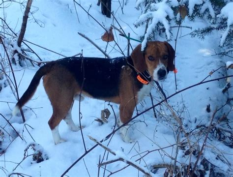 rabbit hunting  beagles rabbit hunting hunting dogs animal pictures