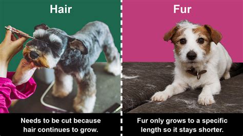 difference  hair  fur   science yourdictionary
