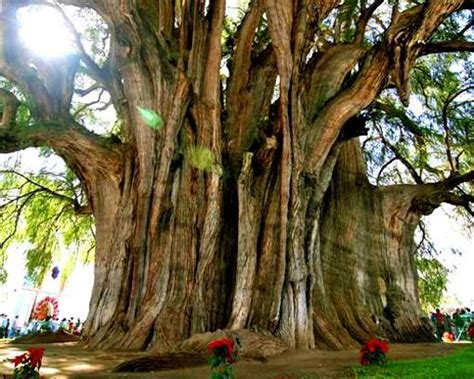 tule tree  famous montezuma cypress  mexico  largest