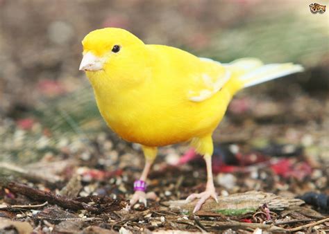 canary petshomes
