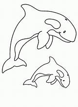 Orca Ausmalbilder Wal Baleine Killer Animaux Malvorlagen Coloriage Nähen Coloriages sketch template