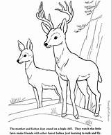 Coloring Pages Deer Fawn Animal Farm Print Color Printable sketch template