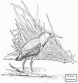 Wetland Heron Drawing Getdrawings Blue sketch template