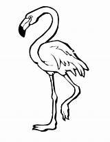 Flamingo Normal Coloring Pages Printable Categories Kids sketch template