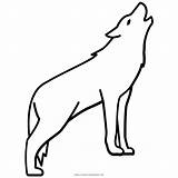Lobo Desenho Howling Lupi Lupo Mannari Vectorified Ultracoloringpages sketch template