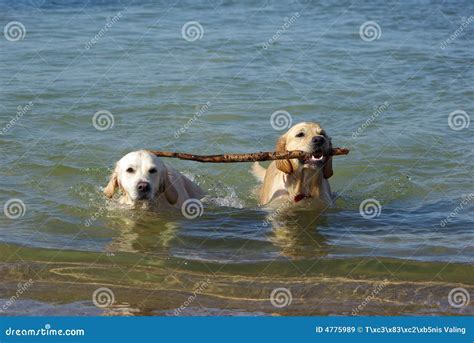 dogs  stock image image  playful sandy adorable