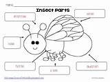 Insect Parts Body Science Worksheet Insects Kindergarten Kids Preschool Labeling Lesson Bing Simple Life Label Cycle Grade Teaching Children sketch template