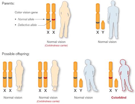 how are sex linked traits inherited milf porno red