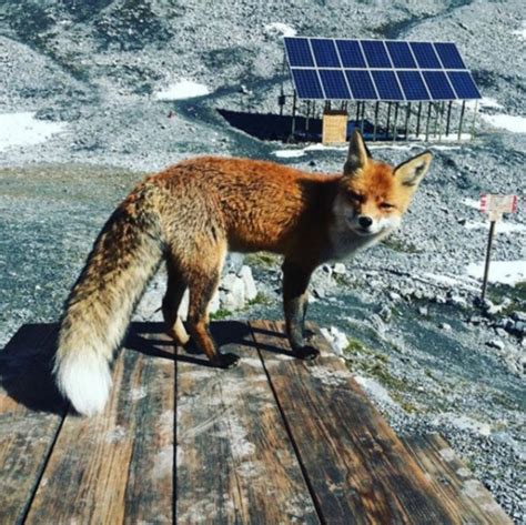 Sondrio 10 Anni Di Amicizia Con La Volpe Foxi Il Rifugio Alpino Le