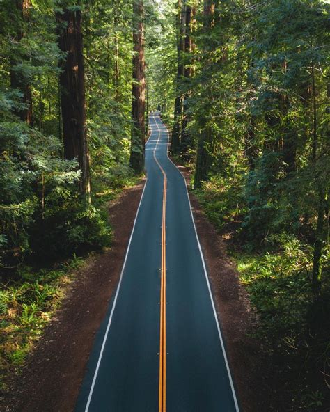 avenue   giants california photographer simon timbers