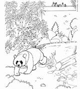 Panda Coloring Pages Bear Color Kleurplaat Kids Tree Animal sketch template