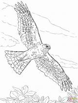 Hawk Coloring Pages Sharp Drawing Hawks Flying Birds Shinned Printable Supercoloring Bird Color Drawings Coopers Northern Draw Harris Adult Adults sketch template