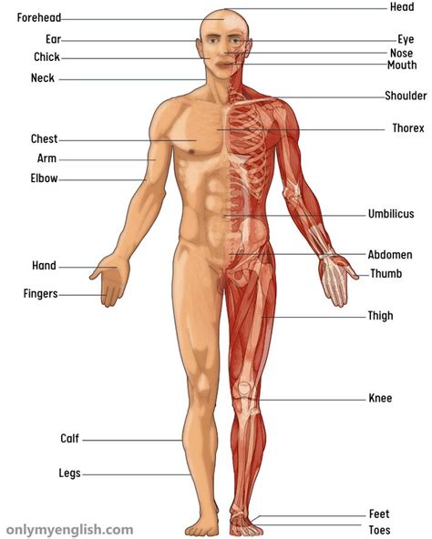 body parts   english  pictures human body parts body parts