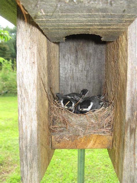 chickadee nest bird houses bird chickadee