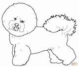Bichon Frise Coloring Pages Dog Maltese Drawing Printable Puppy Supercoloring Dogs Drawings Short Sketches Paper sketch template